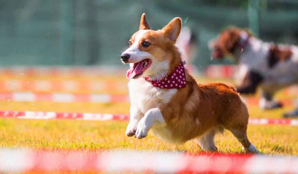 求个便宜渠道的呼死你软件